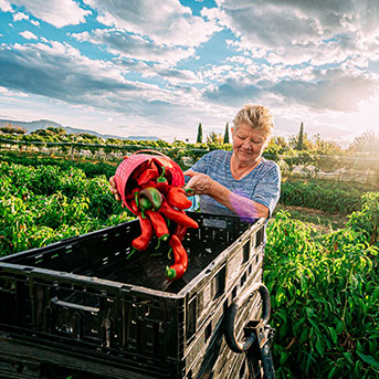 A woman putting peppers in a crate. Links to Gifts from Retirement Plans